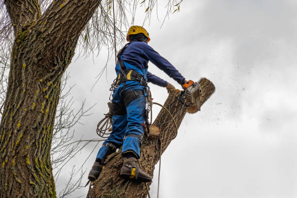 Reliable Milton, PA Tree Service Solutions